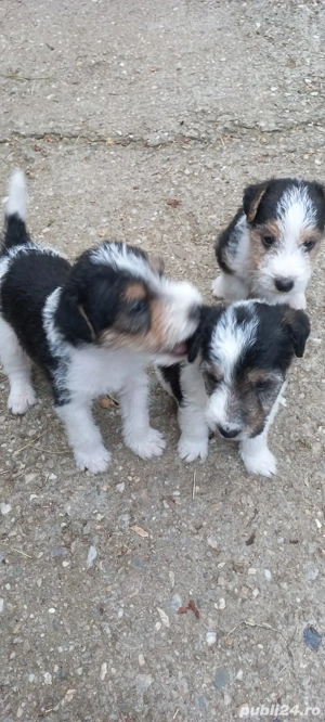 Fox terrier sârmos.a