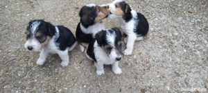 Fox terrier sârmos.a - imagine 3 Fox terrier sârmos.a - imagine 3