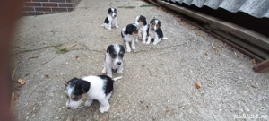 Foxterier sârmos  - imagine 4 Foxterier sârmos  - imagine 4