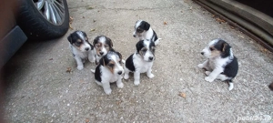 Fox terrier sârmos.a - imagine 2 Fox terrier sârmos.a - imagine 2