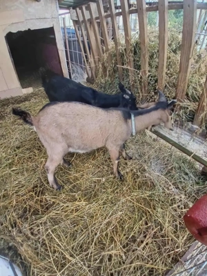 Vindem tapisor metis