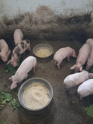 Vând purcei! - imagine 2 Vând purcei! - imagine 2