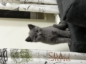 pisica british shorthair