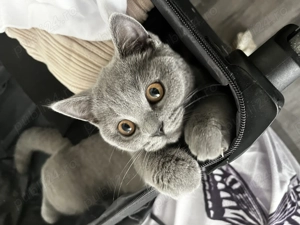 pisica british shorthair  - imagine 2