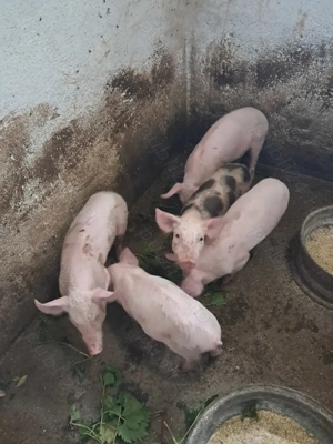 Vând purcei! - imagine 3 Vând purcei! - imagine 3