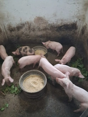 Vând purcei! - imagine 4 Vând purcei! - imagine 4