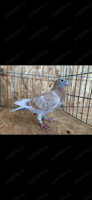 Porumbei voiajori colorati