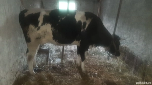 vacă de vânzare județul Tulcea  - imagine 3