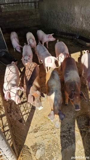 Disponibili - imagine 4