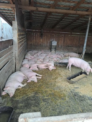 Disponibili - imagine 2