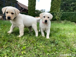 Labrador Retriver - imagine 5