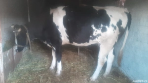 vacă de vânzare județul Tulcea  - imagine 2