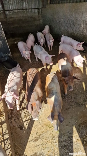 Disponibili - imagine 3