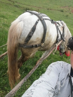 Armasar de vanzare Preț de 3000 