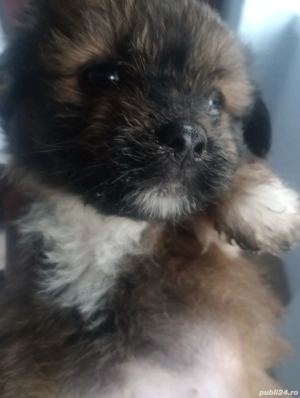 Bichon Havanez femele  - imagine 2