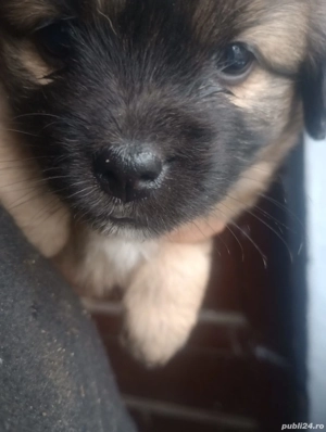 Bichon Havanez femele  - imagine 3