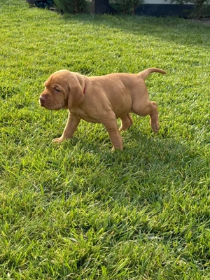 Vizsla Maghiară cu Pedigree - imagine 4
