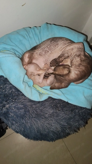 Motan Sfinx pătat  - imagine 2 Motan Sfinx pătat  - imagine 2