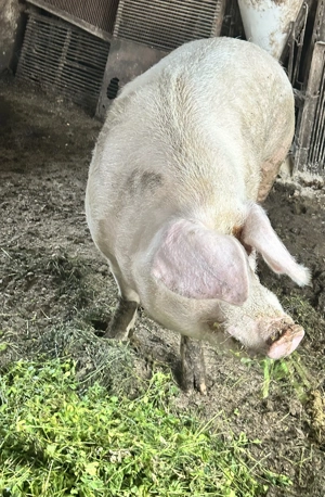 Porc de vânzare