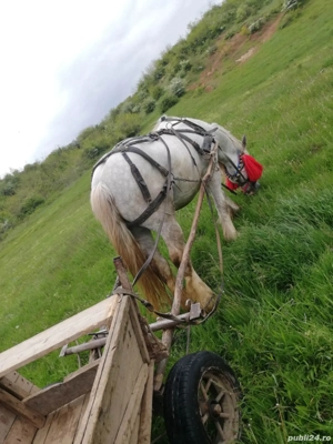 vand armasar - imagine 2