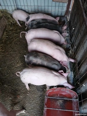 Vând purcei - imagine 2
