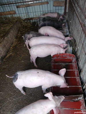 Vând purcei - imagine 3