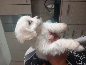 vind catei bison  - imagine 2 vind catei bison  - imagine 2