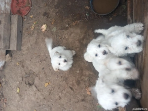 vind catei bison  - imagine 3 vind catei bison  - imagine 3