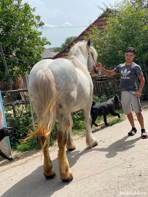 vand armasar - imagine 3