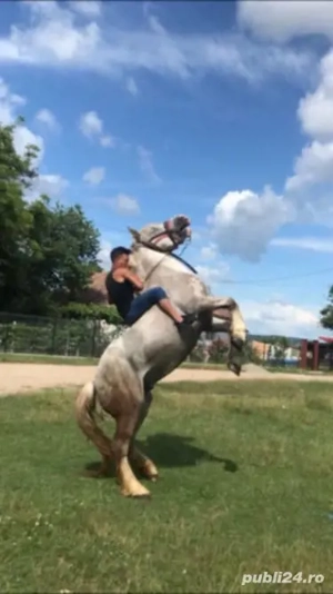 vand armasar - imagine 5