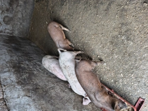 Vând 4 purcei de două luni  - imagine 3