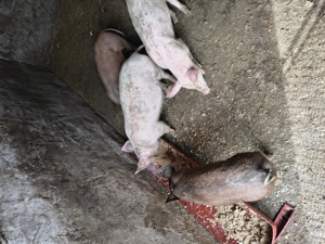 Vând 4 purcei de două luni 