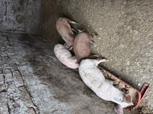 Vând 4 purcei de două luni  - imagine 2