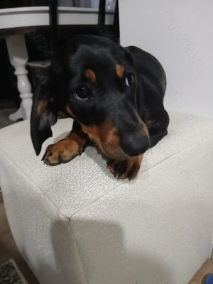 Caței rasa Teckel  - imagine 3