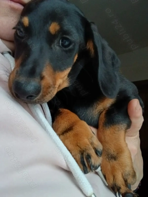 Caței rasa Teckel  - imagine 2