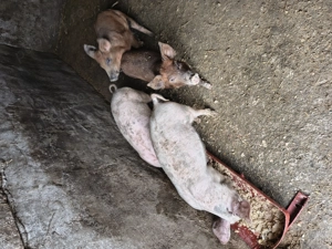 Vând 4 purcei de două luni  - imagine 4