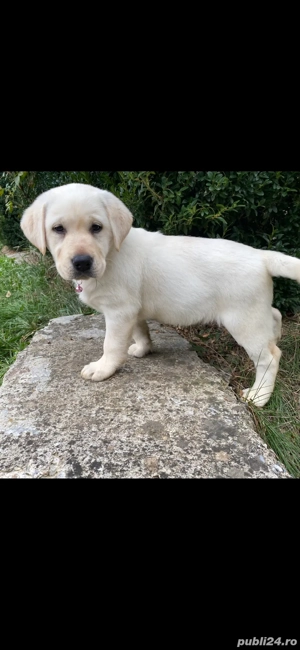 Labrador Retriver - imagine 2