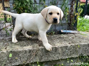 Labrador Retriver - imagine 4