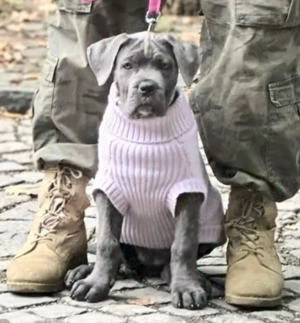 Căței Cane Corso,2 luni, cu Pedigree+ - imagine 3