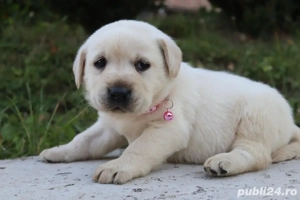 Labrador Retriver