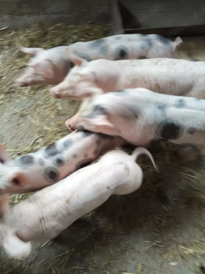 Vând purcei 7 săptămâni