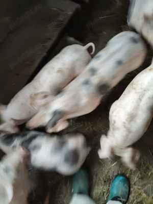 Vând purcei 7 săptămâni - imagine 2 Vând purcei 7 săptămâni - imagine 2