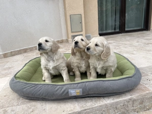 Pui Golden Retriever - imagine 5