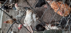 cocoși  de țară de vânzare  - imagine 3