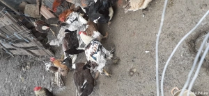 cocoși  de țară de vânzare  - imagine 4