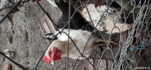 cocoși  de țară de vânzare  - imagine 2