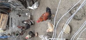 cocoși  de țară de vânzare  - imagine 5