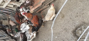 cocoși  de țară de vânzare 