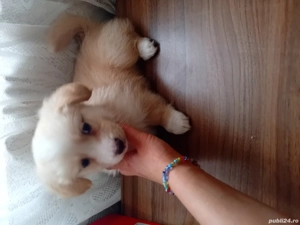 catelus spre adoptie