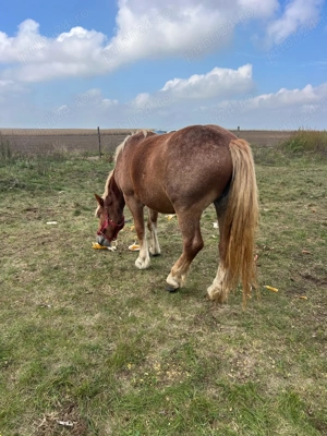 Vând sau schimb cai - imagine 2